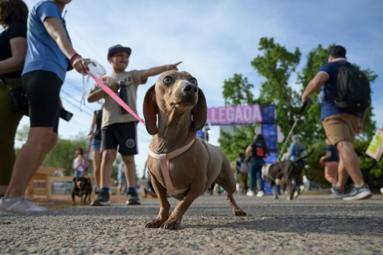 La Navidad se vive junto a los perritos: esta noche, “Canisanta” bajo el cielo de luces